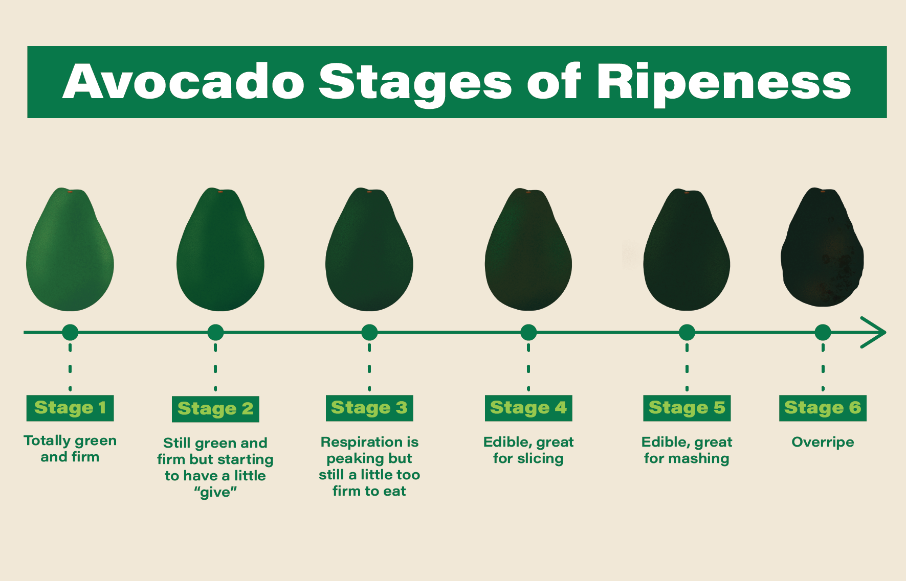 Avocado Color Chart